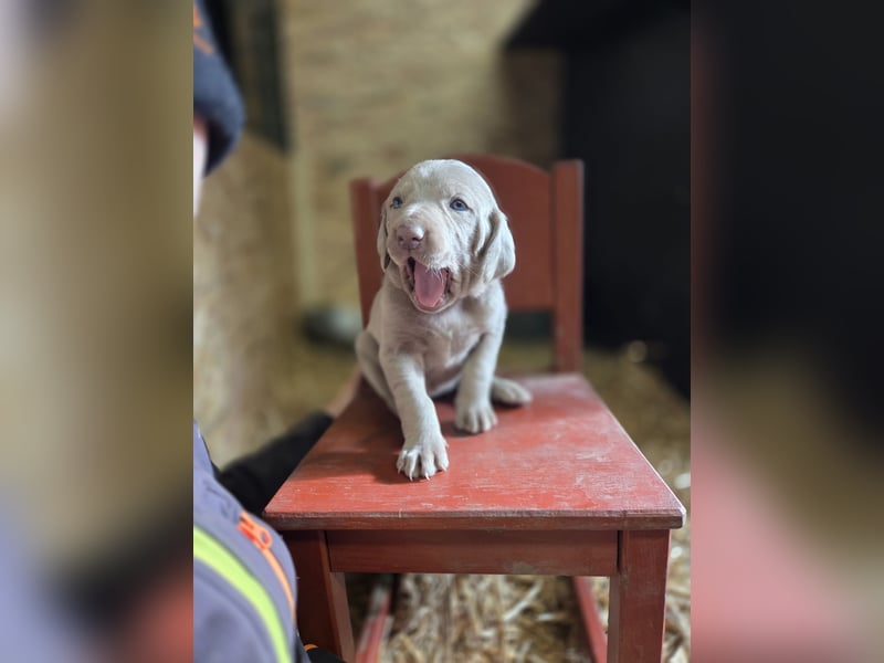 Weimaraner Kurzhaar Welpe/ Rüde
