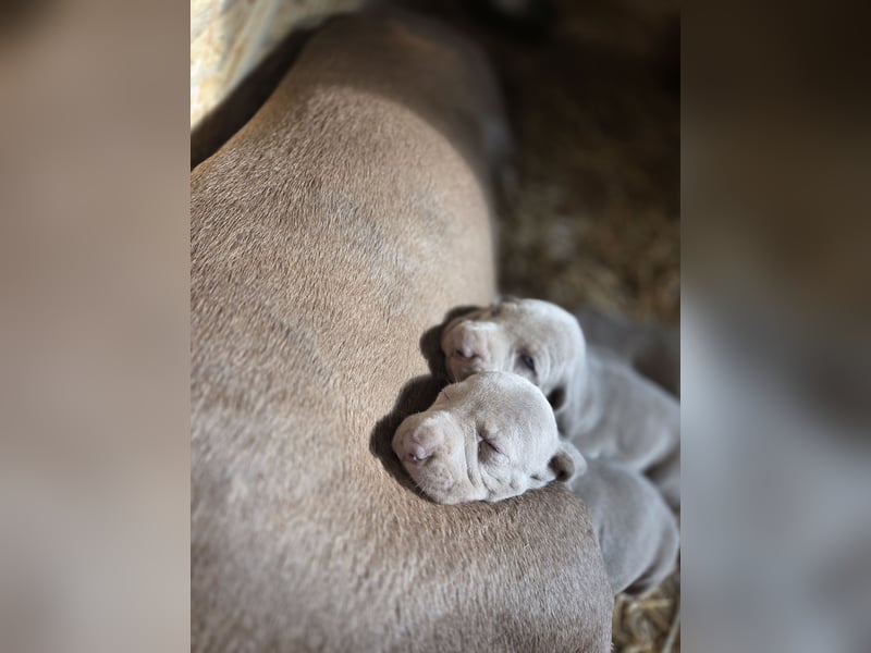 Weimaraner Kurzhaar Welpen