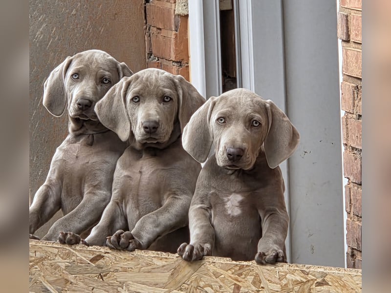 Weimaraner Kurzhaar Welpe/ Rüde