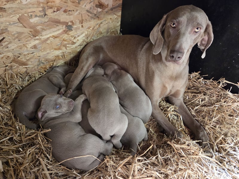 Weimaraner Kurzhaar Welpe/ Rüde