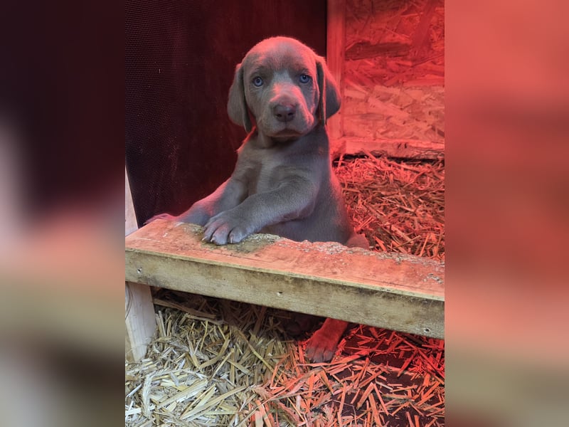 Weimaraner Kurzhaar Welpe/ Rüde