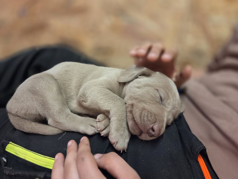 Weimaraner Kurzhaar Welpen