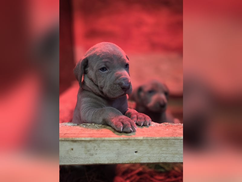 Weimaraner Kurzhaar Welpen