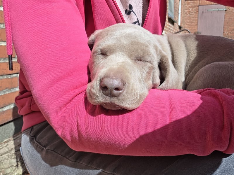 Weimaraner Kurzhaar Welpe/ Rüde