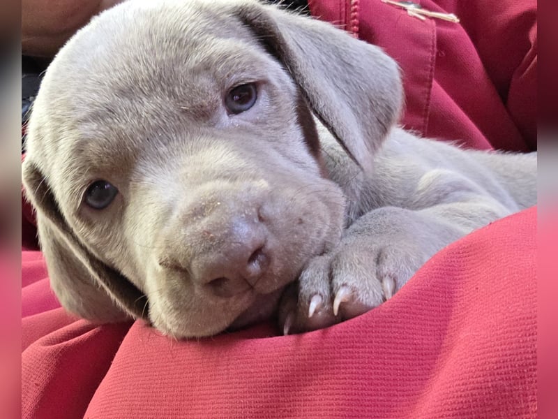 Weimaraner Kurzhaar Welpe/ Rüde