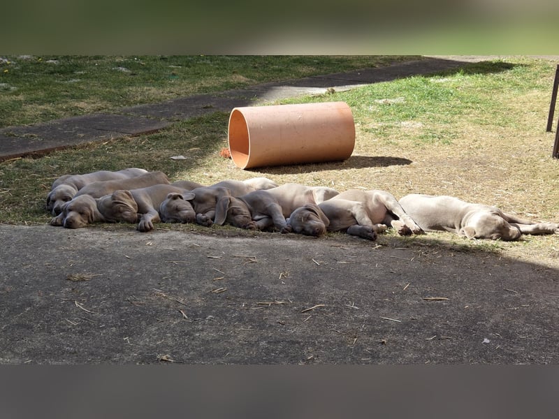 Weimaraner Kurzhaar Welpe/ Rüde