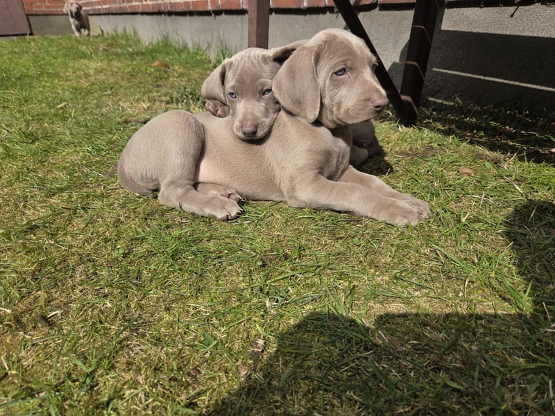 Weimaraner Kurzhaar Welpe/ Rüde