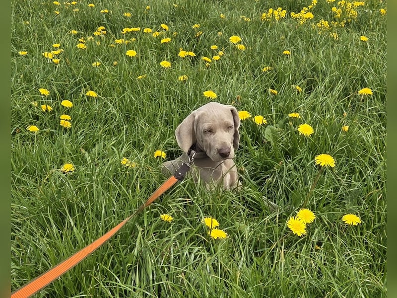 Weimaraner Kurzhaar Welpe/ Rüde