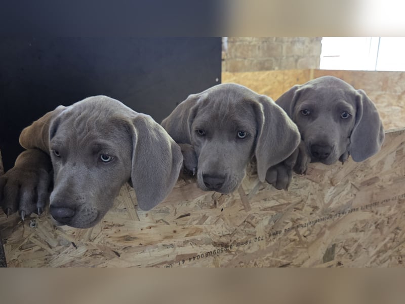 Weimaraner Kurzhaar Welpe/ Rüde