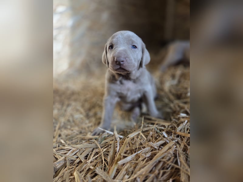 Weimaraner Kurzhaar Welpen