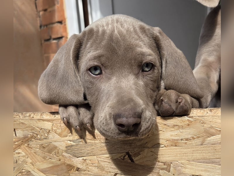 Weimaraner Kurzhaar Welpe/ Rüde
