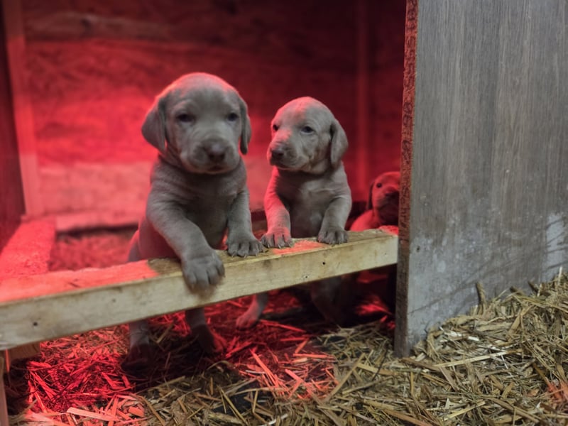 Weimaraner Kurzhaar Welpen