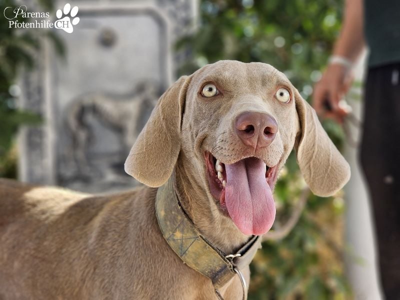 Homer, jung, charmant, verschmust, intelligent- einfach ein Traum