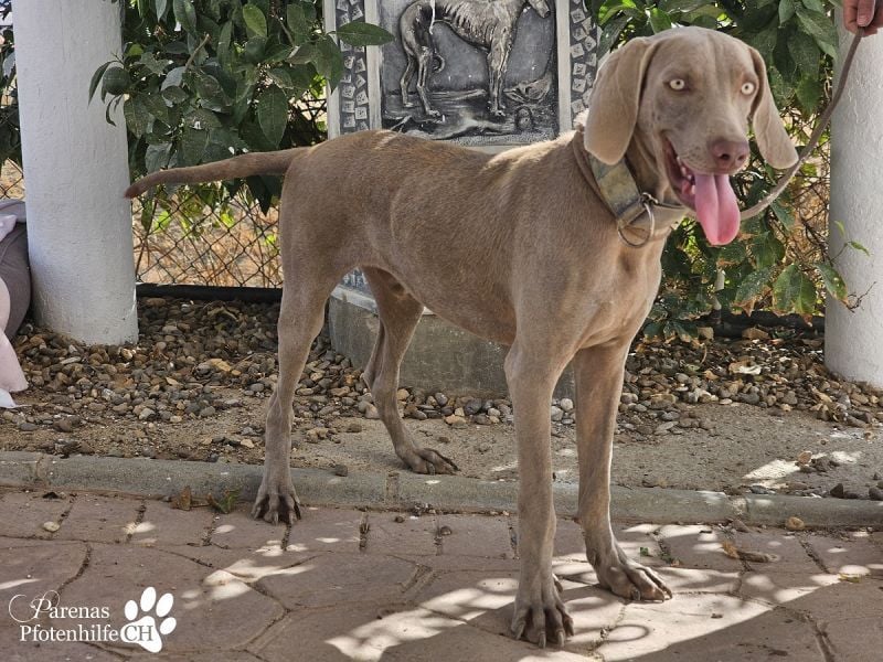 Homer, jung, charmant, verschmust, intelligent- einfach ein Traum