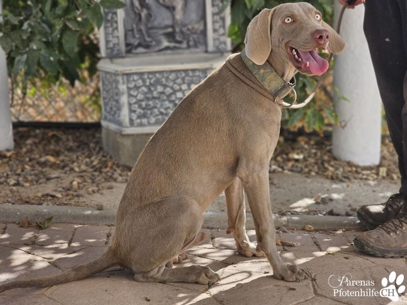 Homer, jung, charmant, verschmust, intelligent- einfach ein Traum