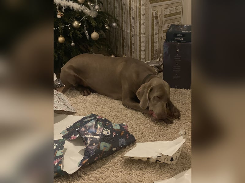 Wundervolle Weimaranerhündin sucht ihren Lebensplatz