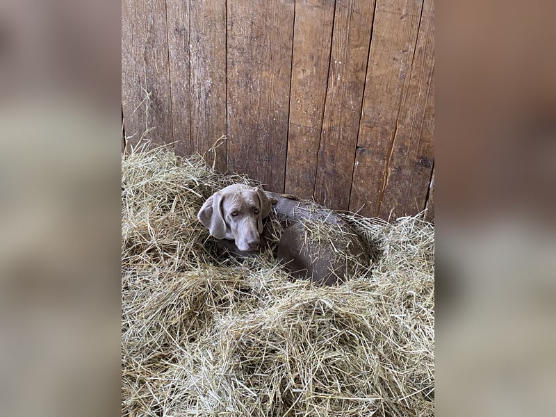 Wundervolle Weimaranerhündin sucht ihren Lebensplatz