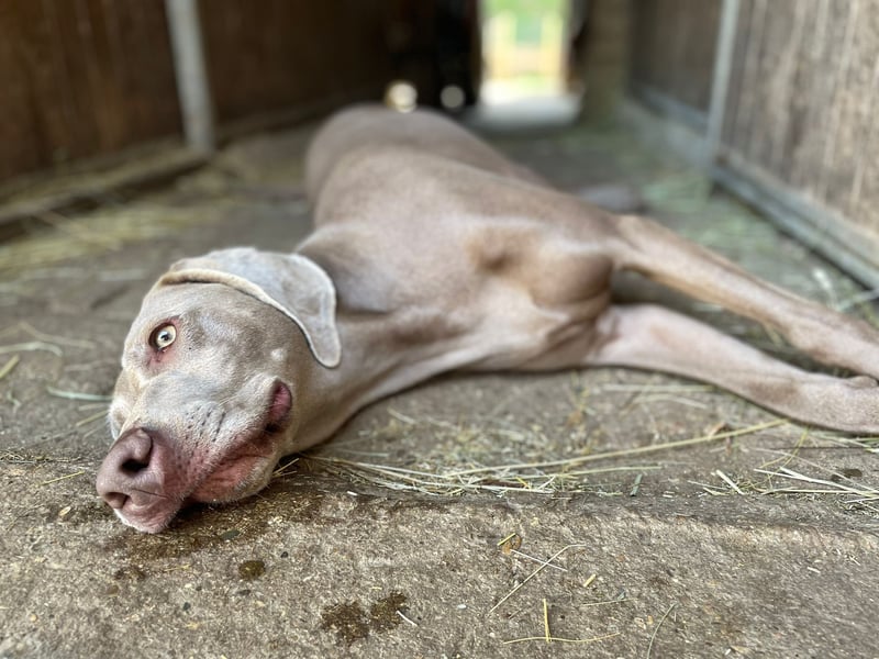Wundervolle Weimaranerhündin sucht ihren Lebensplatz
