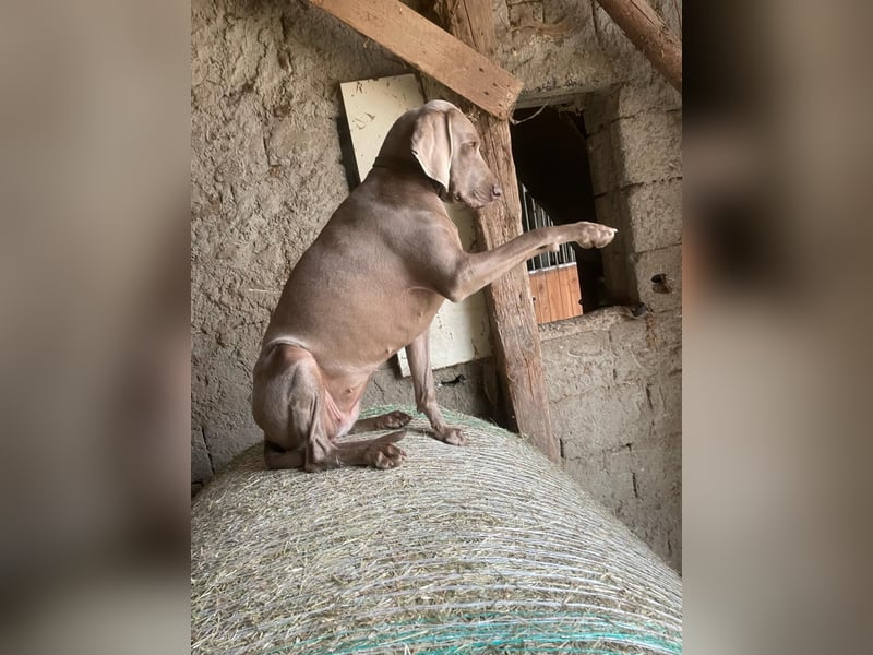 Wundervolle Weimaranerhündin sucht ihren Lebensplatz
