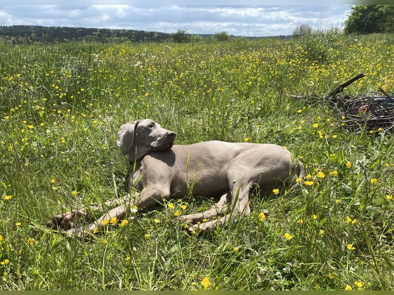 Wundervolle Weimaranerhündin sucht ihren Lebensplatz