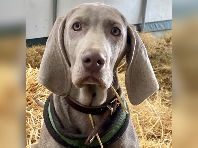 Wundervolle Weimaranerhündin sucht ihren Lebensplatz