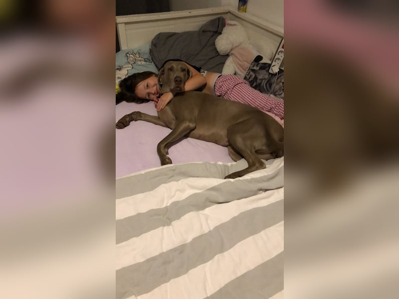 Wundervolle Weimaranerhündin sucht ihren Lebensplatz