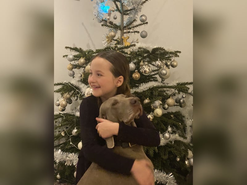 Wundervolle Weimaranerhündin sucht ihren Lebensplatz