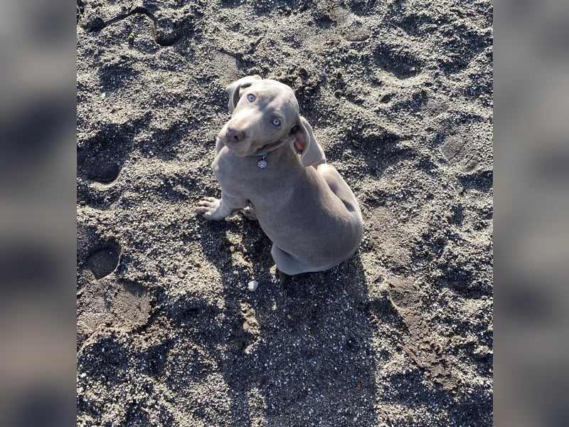 Wundervolle Weimaranerhündin sucht ihren Lebensplatz