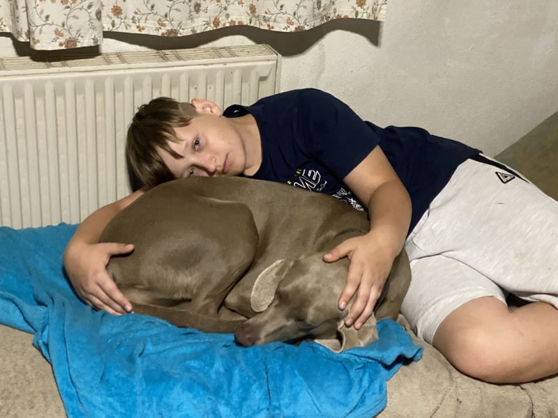 Wundervolle Weimaranerhündin sucht ihren Lebensplatz