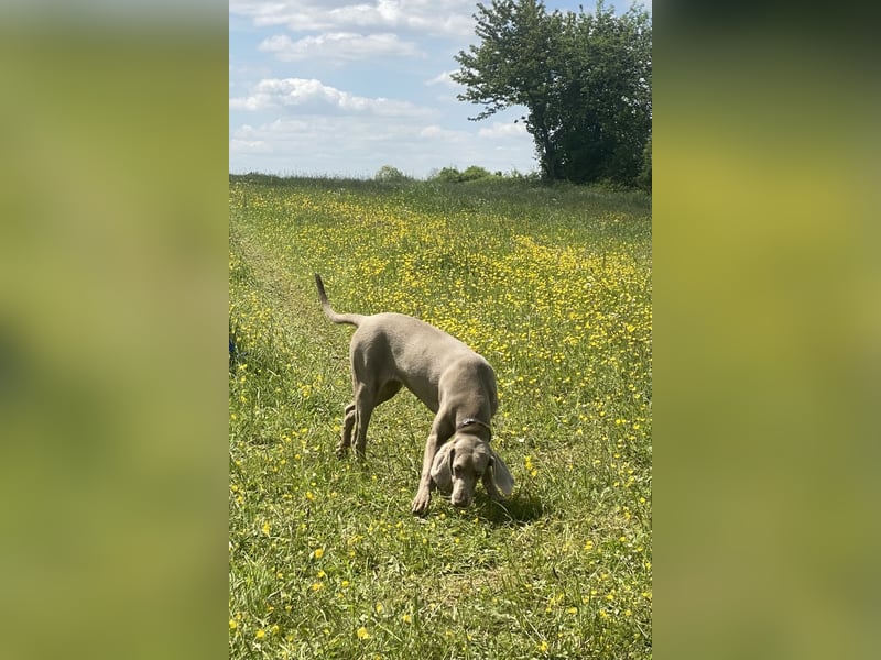 Wundervolle Weimaranerhündin sucht ihren Lebensplatz