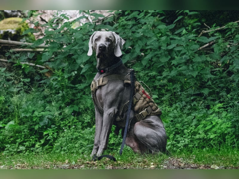 Weimaraner Rüde (05/2023) – sucht erfahrenes Zuhause