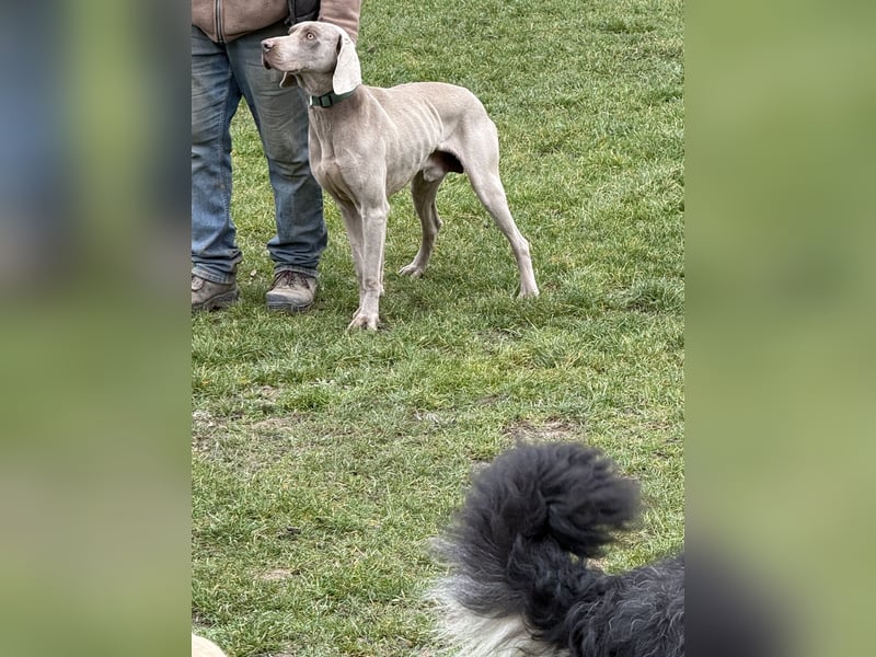 Ich heiße Hunter. Pflegestelle 41239 Mönchengladbach