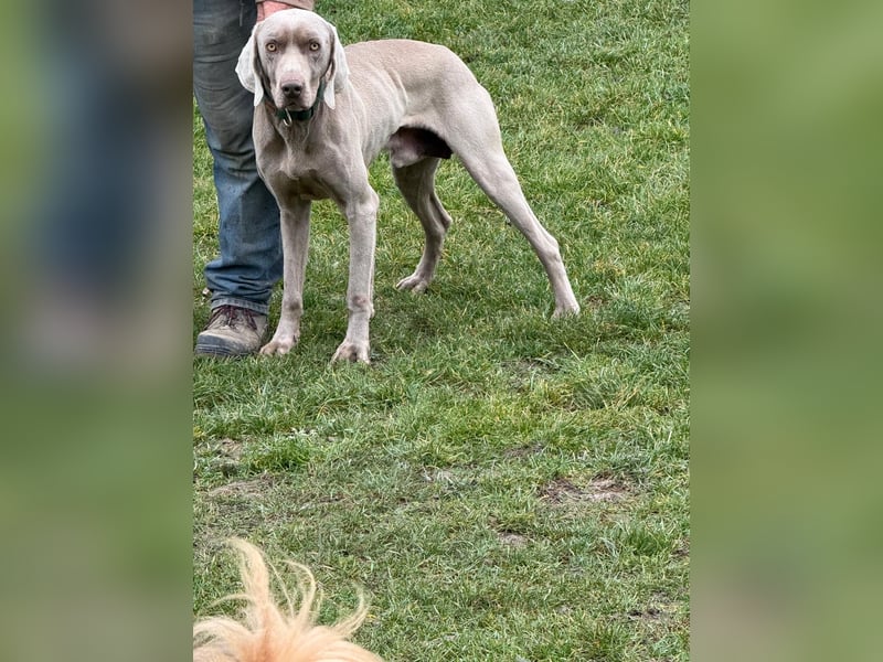 Ich heiße Hunter. Pflegestelle 41239 Mönchengladbach