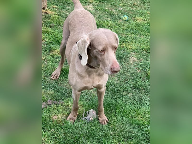 Ich heiße Hunter. Pflegestelle 41239 Mönchengladbach