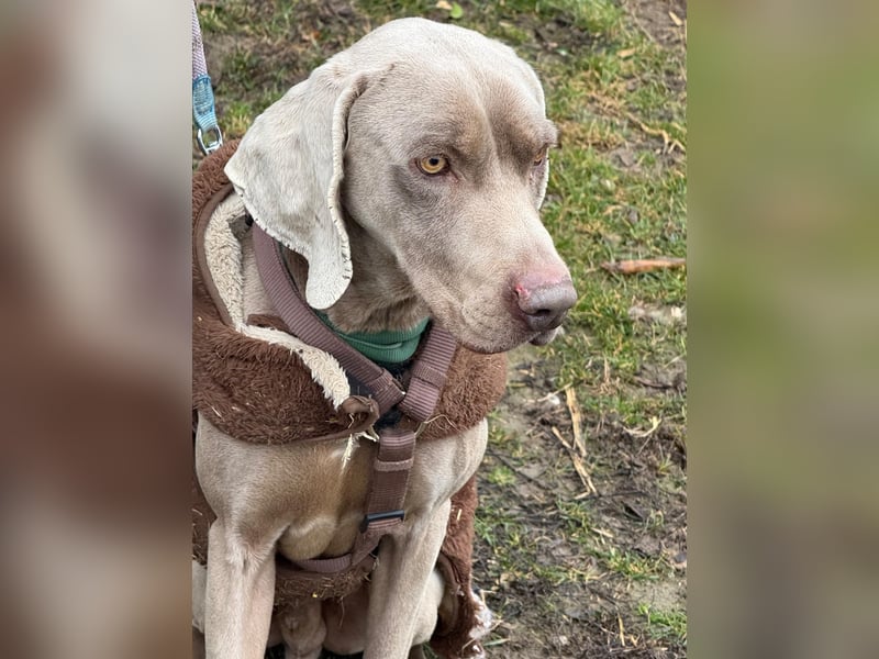 Ich heiße Hunter. Pflegestelle 41239 Mönchengladbach