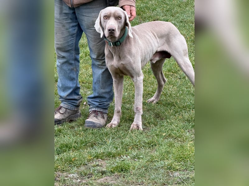 Ich heiße Hunter. Pflegestelle 41239 Mönchengladbach