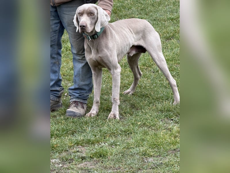 Ich heiße Hunter. Pflegestelle 41239 Mönchengladbach