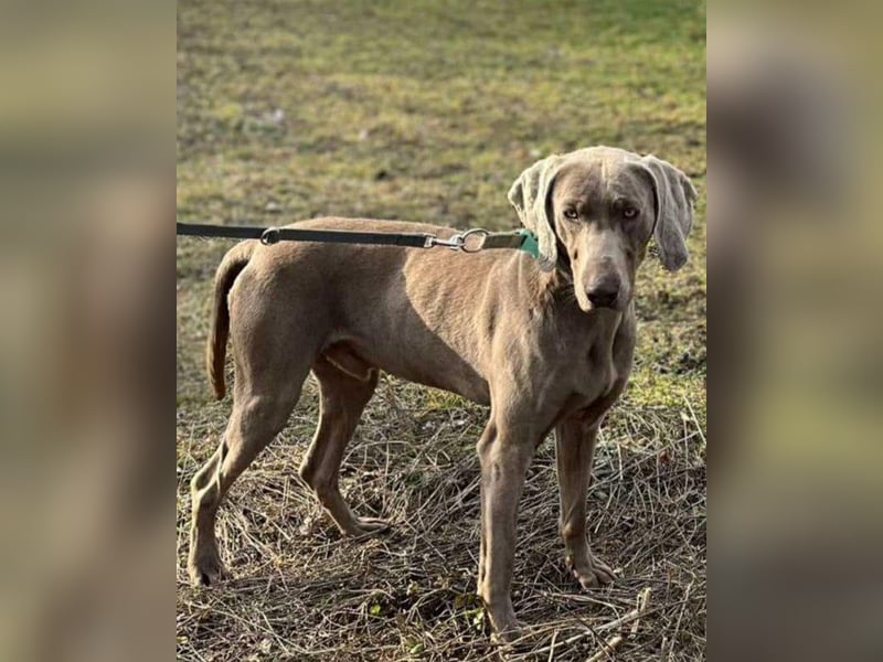 Füge VA, braucht klare Führung