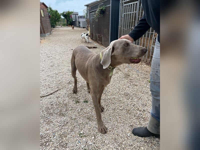 Füge VA, braucht klare Führung