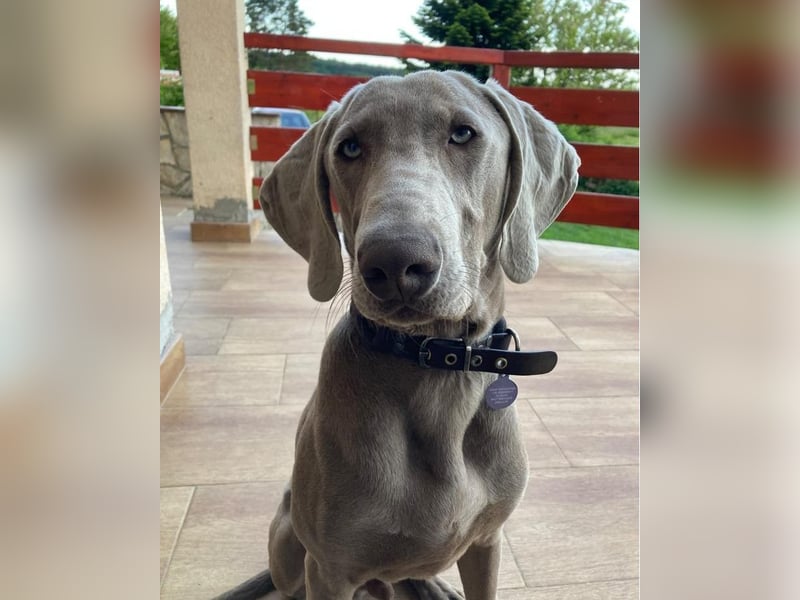 Füge VA – aktiv, kein Anfängerhund