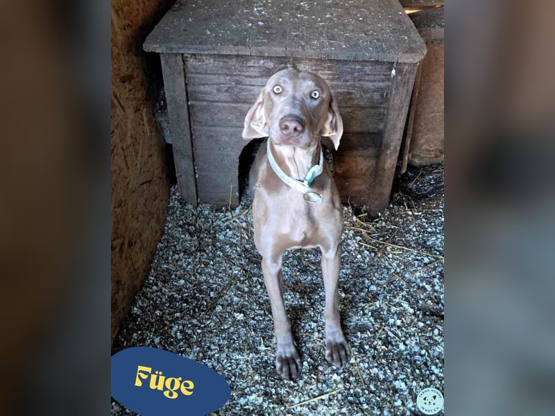 Füge VA, braucht klare Führung