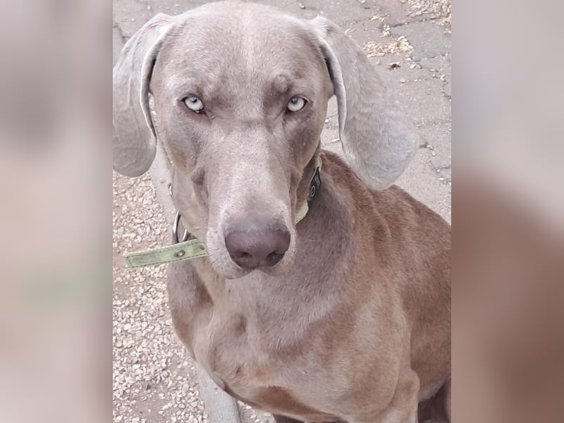 Füge VA – aktiv, kein Anfängerhund