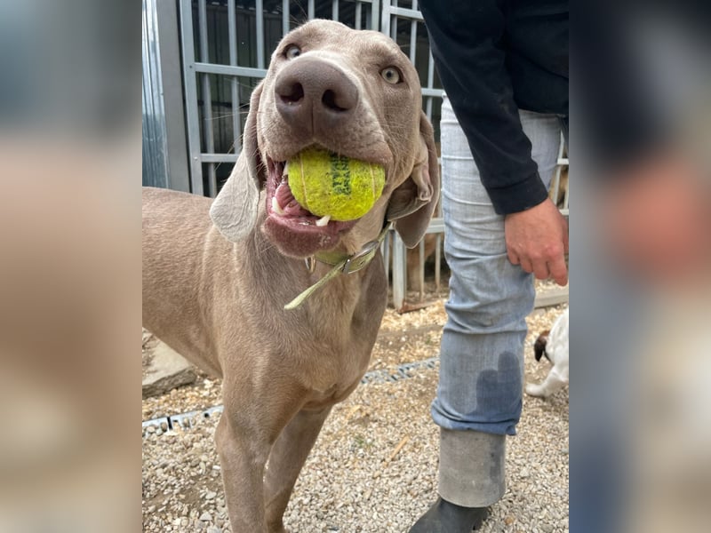 Füge VA, braucht klare Führung