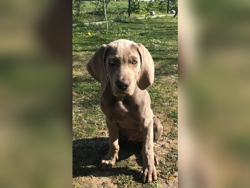 Weimaraner Rüde (geb. 01/2019) mit Ahnentafel abzugeben