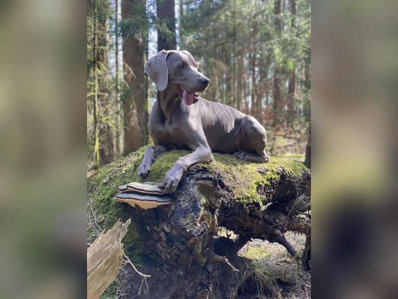 Weimaraner Rüde (geb. 01/2019) mit Ahnentafel abzugeben