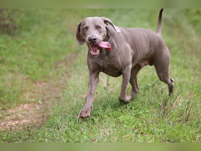 Weimaraner Rüde (geb. 01/2019) mit Ahnentafel abzugeben
