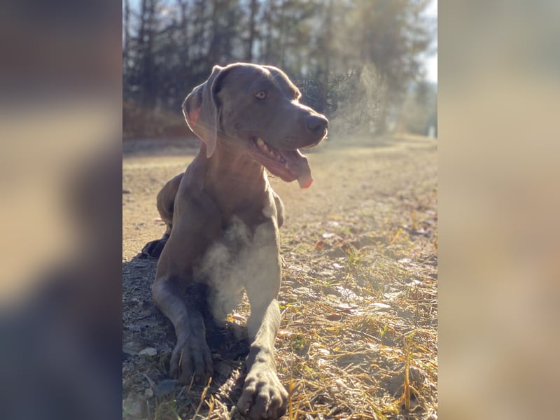 Weimaraner Rüde (geb. 01/2019) mit Ahnentafel abzugeben