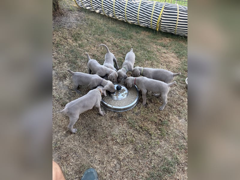 Weimaraner Welpen