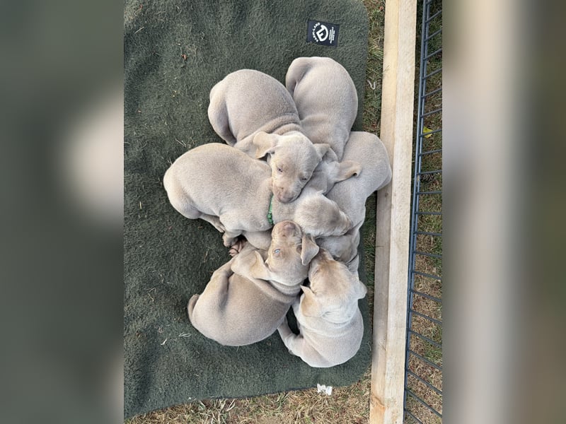 Weimaranerwelpen