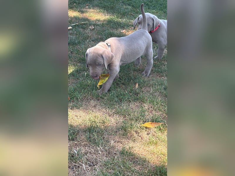 Weimaraner Welpen